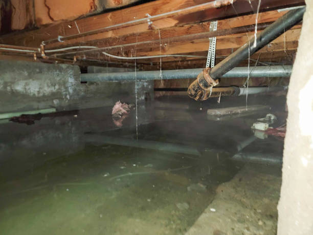Best Mold removal after water damage  in Covedale, OH